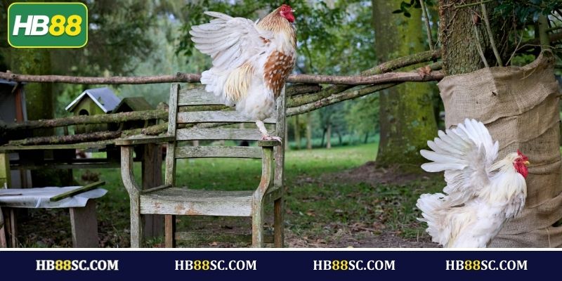 Lưu ý cần nắm khi cá cược đá gà HB88 từ cao thủ